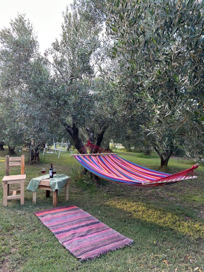 Olive 2 *